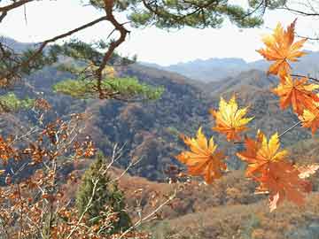 南陽(yáng)九價(jià)疫苗實(shí)時(shí)資訊，把握接種時(shí)機(jī)，關(guān)注健康