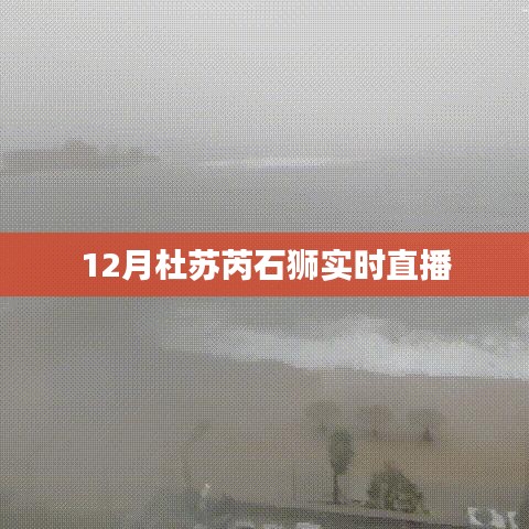 杜蘇芮石獅最新動態(tài)，12月實(shí)時(shí)直播解析