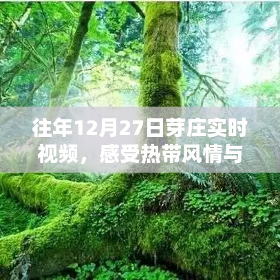 往年芽莊風(fēng)情紀(jì)實(shí)，熱帶風(fēng)情與文化魅力的獨(dú)特體驗(yàn)