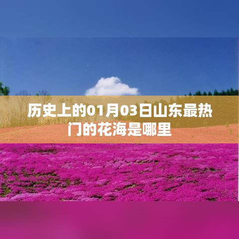 山東花海熱門歷史變遷，一月三日必游之地