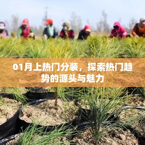 01月熱門趨勢(shì)探索，源頭魅力與分裝解析