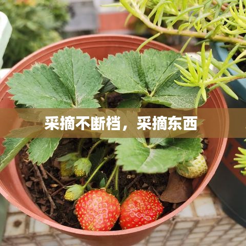 采摘不斷檔，采摘東西