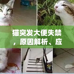 貓突發(fā)大便失禁，原因解析、應(yīng)對方案與溫馨關(guān)懷