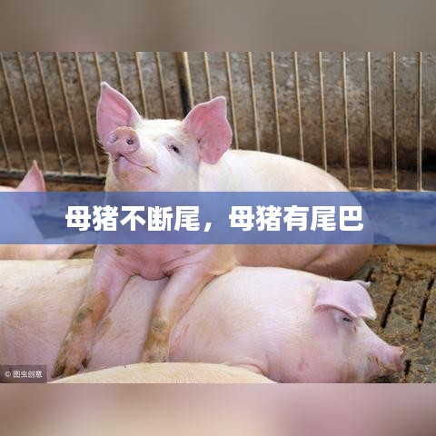 母豬不斷尾，母豬有尾巴