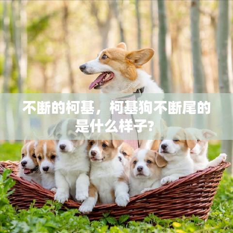 不斷的柯基，柯基狗不斷尾的是什么樣子?