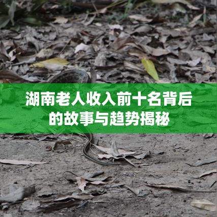 湖南老人收入前十名背后的故事與趨勢揭秘