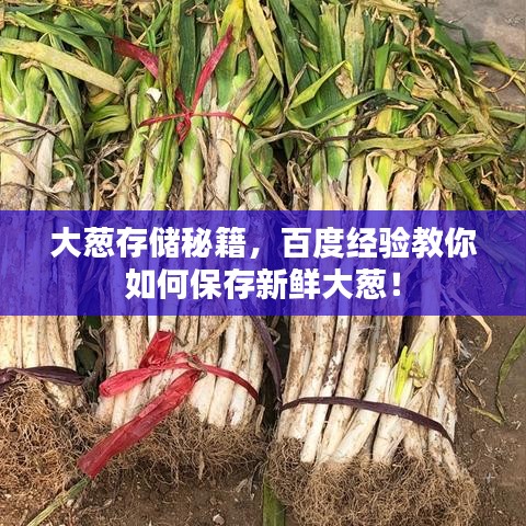大蔥存儲(chǔ)秘籍，百度經(jīng)驗(yàn)教你如何保存新鮮大蔥！