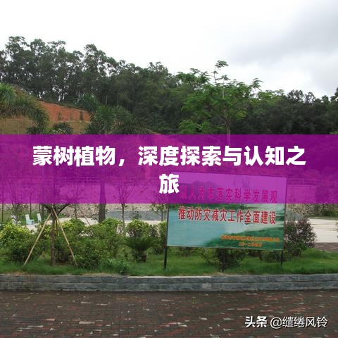 蒙樹植物，深度探索與認(rèn)知之旅