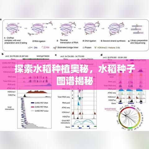 探索水稻種植奧秘，水稻種子圖譜揭秘