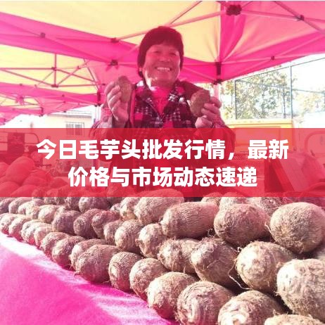 今日毛芋頭批發(fā)行情，最新價格與市場動態(tài)速遞