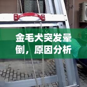 金毛犬突發(fā)暈倒，原因分析及應(yīng)對方法