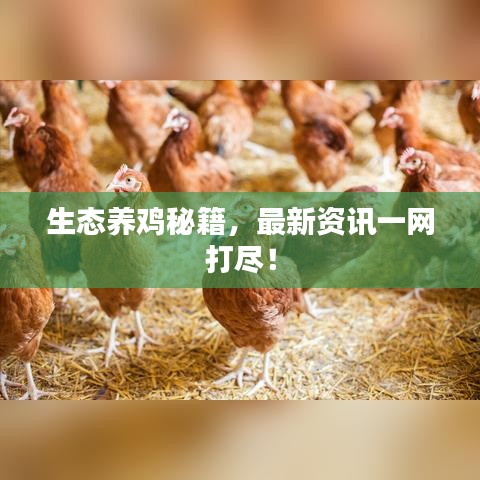 生態(tài)養(yǎng)雞秘籍，最新資訊一網(wǎng)打盡！
