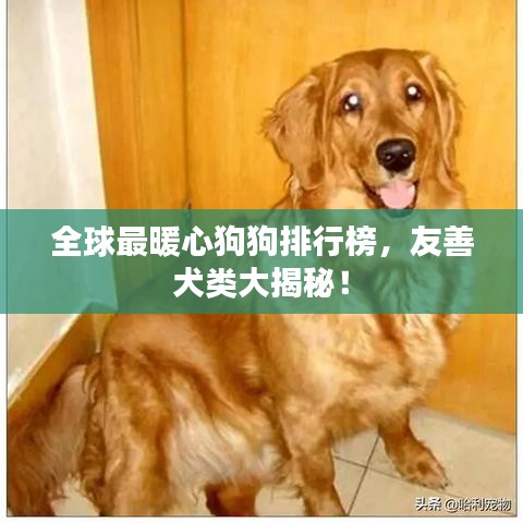 全球最暖心狗狗排行榜，友善犬類大揭秘！