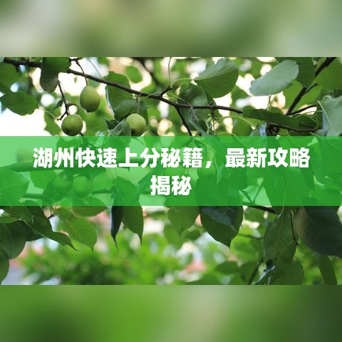 湖州快速上分秘籍，最新攻略揭秘