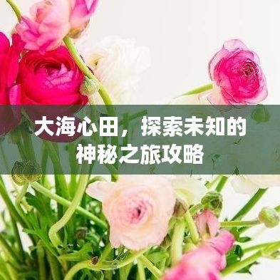 大海心田，探索未知的神秘之旅攻略