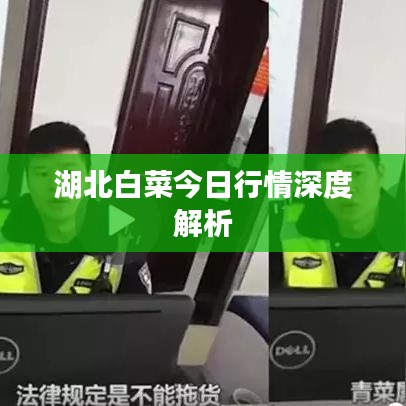 湖北白菜今日行情深度解析