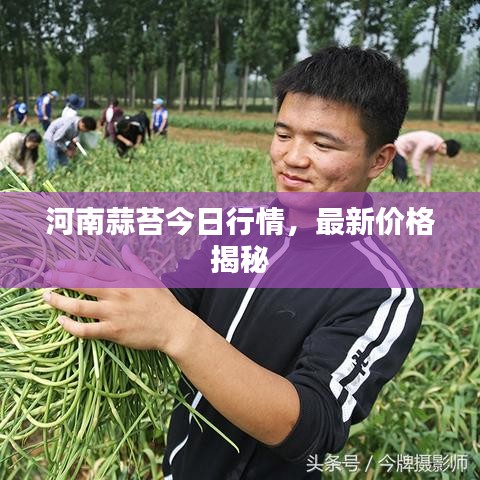 河南蒜苔今日行情，最新價格揭秘