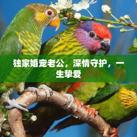 獨家婚寵老公，深情守護，一生摯愛