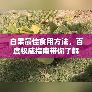 白果最佳食用方法，百度權(quán)威指南帶你了解！