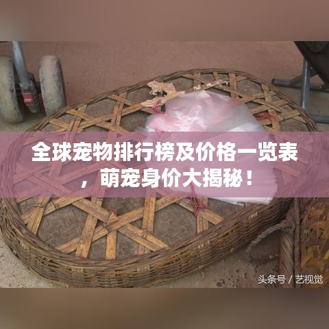 全球寵物排行榜及價格一覽表，萌寵身價大揭秘！