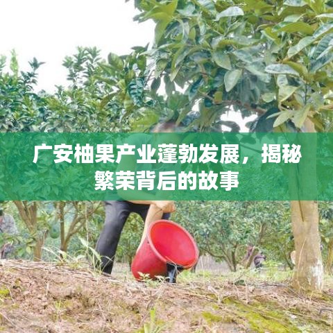 廣安柚果產(chǎn)業(yè)蓬勃發(fā)展，揭秘繁榮背后的故事