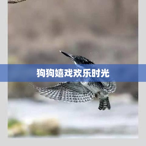 狗狗嬉戲歡樂時光