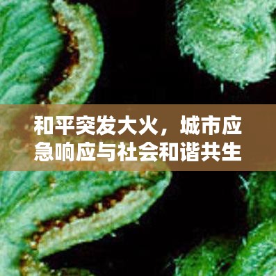 和平突發(fā)大火，城市應(yīng)急響應(yīng)與社會和諧共生面臨考驗