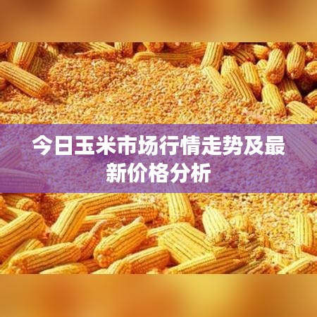 今日玉米市場(chǎng)行情走勢(shì)及最新價(jià)格分析