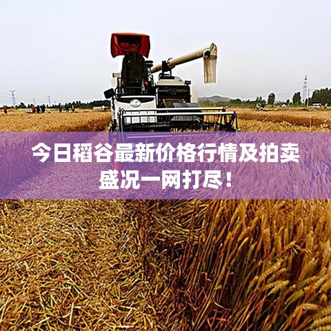 今日稻谷最新價(jià)格行情及拍賣盛況一網(wǎng)打盡！