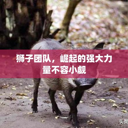 獅子團隊，崛起的強大力量不容小覷