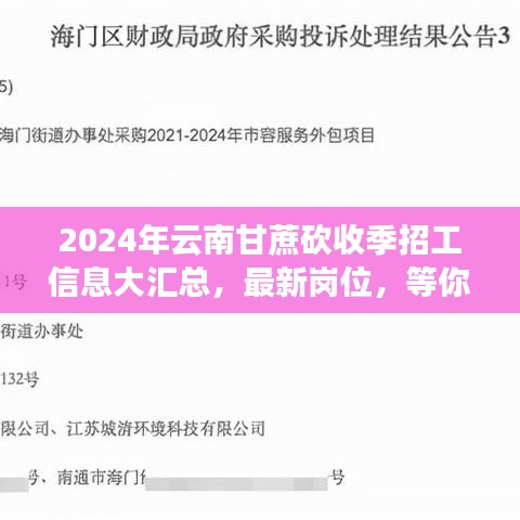 2024年云南甘蔗砍收季招工信息大匯總，最新崗位，等你來砍！