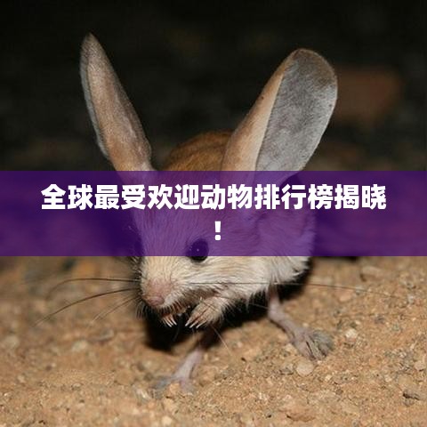 全球最受歡迎動物排行榜揭曉！