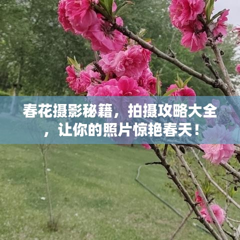 春花攝影秘籍，拍攝攻略大全，讓你的照片驚艷春天！