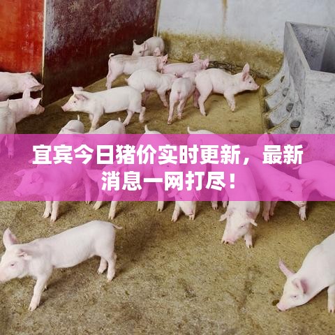宜賓今日豬價(jià)實(shí)時(shí)更新，最新消息一網(wǎng)打盡！
