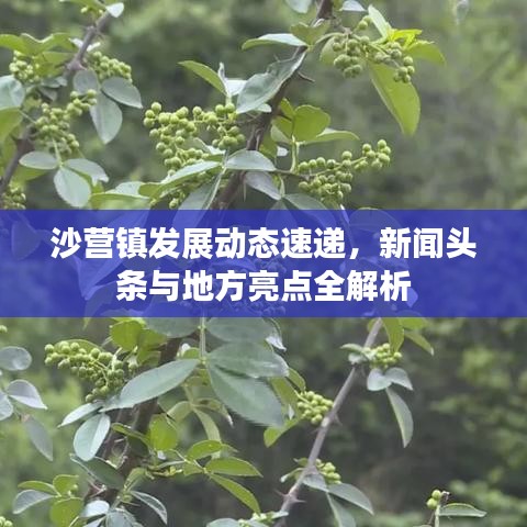 沙營鎮(zhèn)發(fā)展動態(tài)速遞，新聞頭條與地方亮點全解析