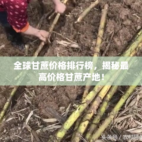 全球甘蔗價格排行榜，揭秘最高價格甘蔗產(chǎn)地！