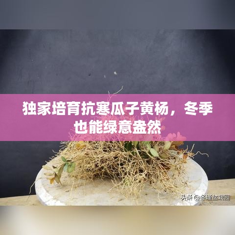 獨(dú)家培育抗寒瓜子黃楊，冬季也能綠意盎然