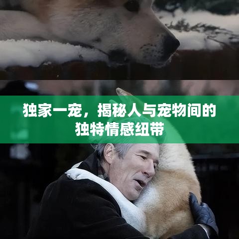 獨家一寵，揭秘人與寵物間的獨特情感紐帶