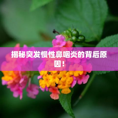 揭秘突發(fā)慢性鼻咽炎的背后原因！