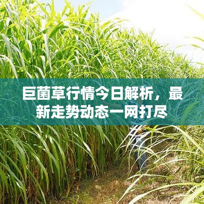 巨菌草行情今日解析，最新走勢(shì)動(dòng)態(tài)一網(wǎng)打盡