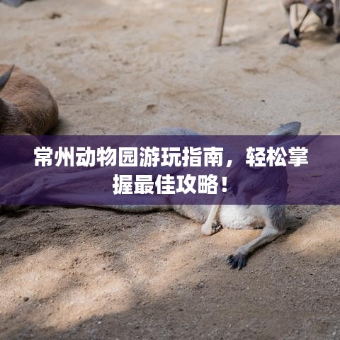 常州動(dòng)物園游玩指南，輕松掌握最佳攻略！