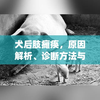 犬后肢癱瘓，原因解析、診斷方法與治療策略