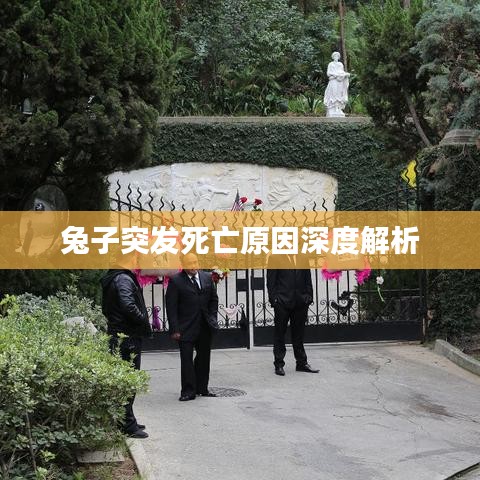 兔子突發(fā)死亡原因深度解析