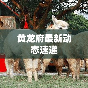 黃龍府最新動(dòng)態(tài)速遞