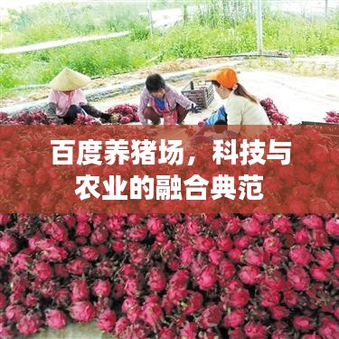 百度養(yǎng)豬場，科技與農(nóng)業(yè)的融合典范