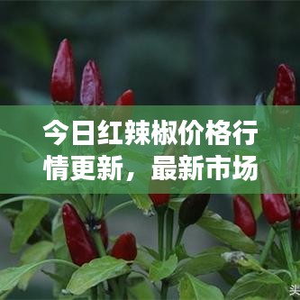 今日紅辣椒價格行情更新，最新市場走勢一網(wǎng)打盡！