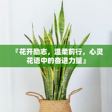 『花開(kāi)勵(lì)志，溫柔前行，心靈花語(yǔ)中的奮進(jìn)力量』