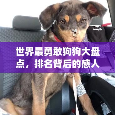 世界最勇敢狗狗大盤點，排名背后的感人故事！
