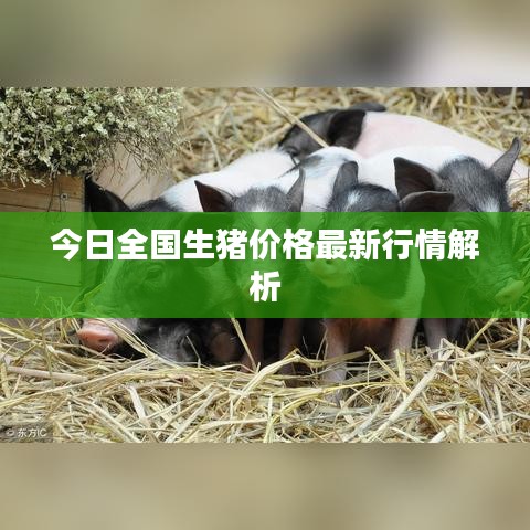 今日全國生豬價格最新行情解析
