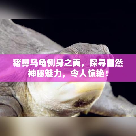 豬鼻烏龜側(cè)身之美，探尋自然神秘魅力，令人驚艷！
